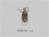 藏品(菲律賓產昆蟲)的圖片